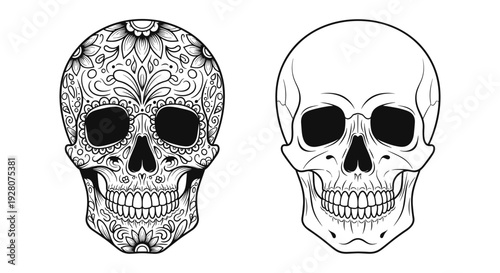 Comparison illustration featuring an ornate mexican sugar skull and a realistic human skull in black and white line art style.