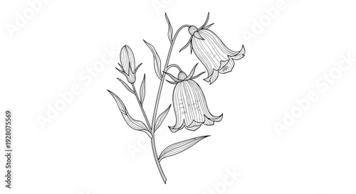 Hand drawn botanical sketch of bellflower campanula blossoms with buds and leaves on a single stem for classic floral illustration needs.