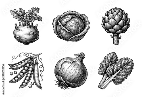 Vintage engraving style collection of assorted garden vegetables including kohlrabi cabbage artichoke peas onion and leafy greens on a plain surface.