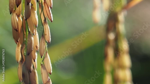 Golden rice ear grain paddy agriculture farm closeup nature organic plant food cereal crop field harvest rural farmland outdoor macro detail growth