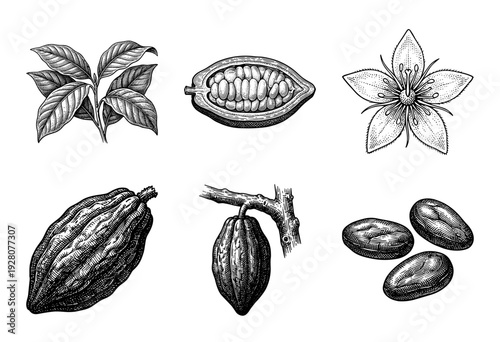 Botanical illustration of cocoa plant components including pods beans leaves and flowers in vintage woodcut style