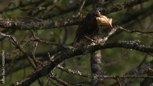Male Starling in Breeding Plumage with Nesting Material