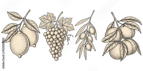 Fruit botanical illustration, vintage style drawing, lemon branch, grapevine cluster, olive branch, orange plant, agricultural motif, educational artwork, decorative design, flat vector illustration