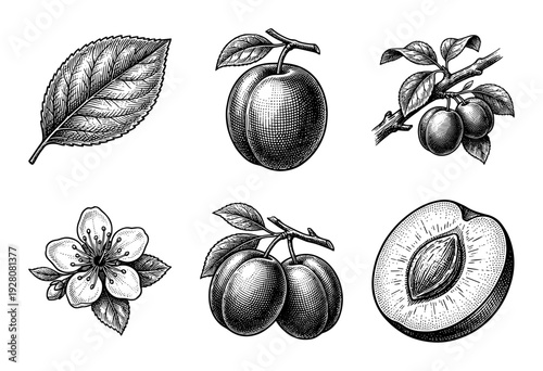 Vintage botanical engraving of plum fruit collection featuring whole drupes, halved slices with pits, blossoms, and serrated leaves