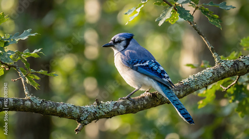 A striking blue jay with vibrant plumage is gracefully perched on a sturdy tree branch amidst lush green foliage, captured in a serene natural setting during a bright day