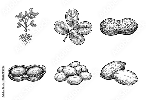Vintage engraving style peanut plant collection featuring botanical leaves, whole shells, and peeled nut kernels for agricultural or culinary design.