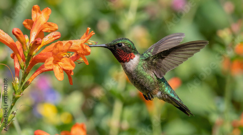 A magnificent hummingbird with shimmering emerald green and ruby red plumage hovers gracefully, deeply immersed in collecting sweet nectar from a vivid orange trumpet flower in a lush garden setting