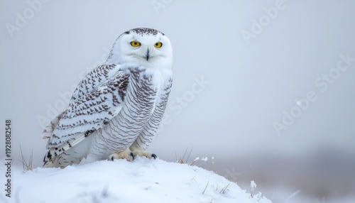 A majestic snowy owl with piercing yellow eyes perches gracefully on a snow-covered mound, perfectly camouflaged in the serene and vast winter wilderness
