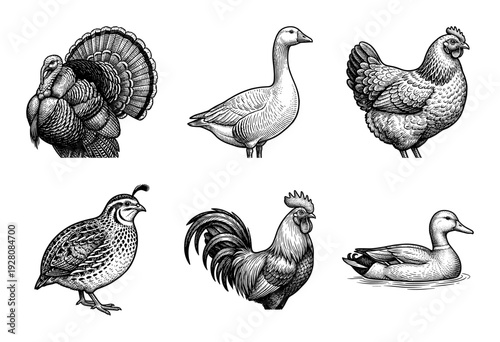 Vintage woodcut style engraving of domestic poultry and farm birds including turkey goose chicken quail rooster and duck