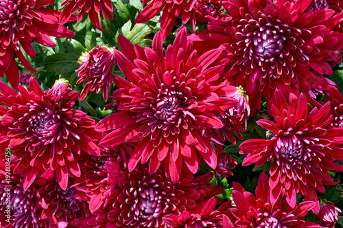 Bright pink flowers of autumn chrysanthemums. Chrysanthemum chamomile flower background pattern bloom. Macro, horizontal shot, selective focus, shallow depth of field. Kyiv, Kiev, Ukraine, Europe.