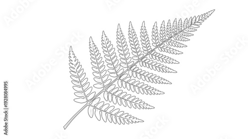 Elegant Fern Leaf Outline Vector Illustration on White Background