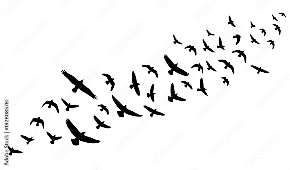 Obraz premium Scattered Flock Of Flying Birds Silhouette Vector Wildlife Clipart On White