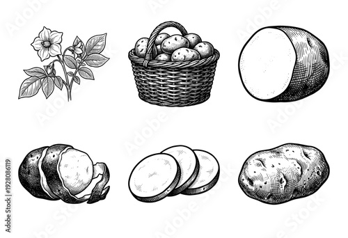 Potato harvest and preparation set featuring botanical plant sketches, whole tubers, and sliced pieces in a vintage woodcut engraving style.