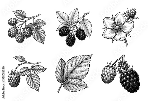 Vintage botanical set of blackberry and raspberry branches with leaves and flowers in woodcut engraving style