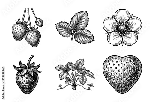 Vintage strawberry botanical illustration set featuring hand drawn berries leaves and flowers in a classic woodcut engraving style