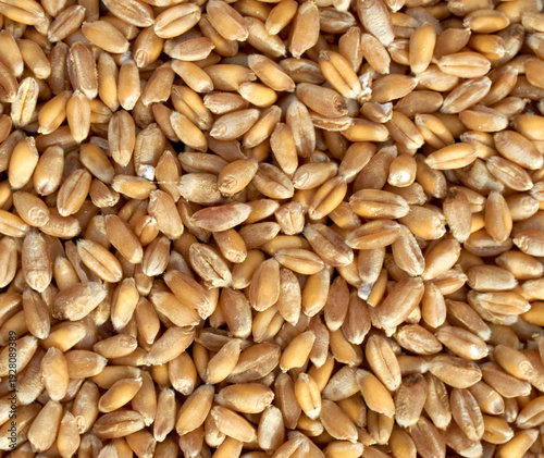 Cereal seeds isolated on white background. pile oats, wheat, barley close-up
