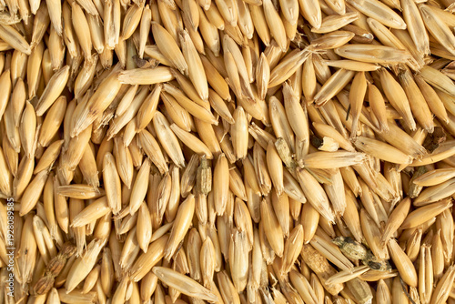 oat seeds background