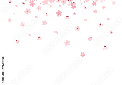 Falling pink cherry blossom petals and flowers scatter against a white background