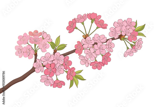 Illustration of a brown branch adorned with clusters of pink cherry blossoms