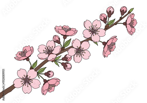 Branch of pink cherry blossoms with buds against a white background