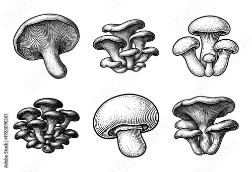 Set of edible mushroom species illustrations in vintage monochrome woodcut and engraving style featuring oyster mushrooms chanterelles and agaricus