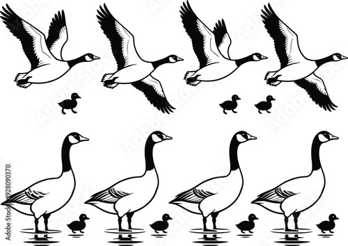 Canada Goose Family Vector Illustration Set Featuring Flying and Standing Geese with Small Goslings Isolated on White Background for Wildlife Nature Design and Outdoors Signage