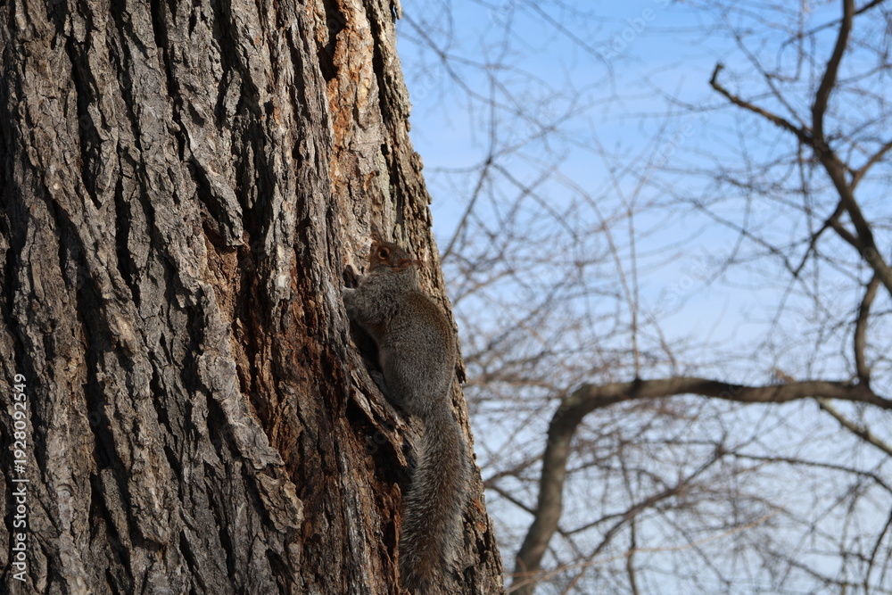 Obraz premium Squirrel in a tree