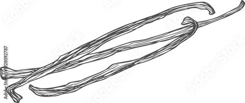 Dry vanilla pods. Sweet and aromatic baking ingredient. Linear illustration of sweet spice on white background. Vanilla dry sticks