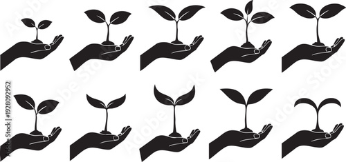 Growth and development of seedlings in human hands