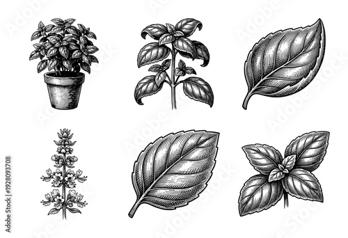 Vintage engraving of basil plant set featuring botanical sketches of leaves, potted herb, and blossoming flower stems in a classic woodcut style.
