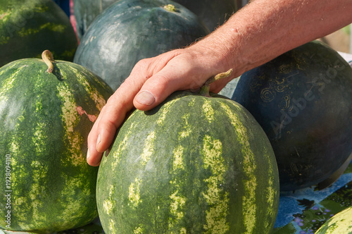 Showing a heavy ripe watermelon harvest at the outdoor market