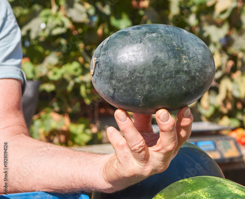 Showing a heavy ripe watermelon harvest at the outdoor market