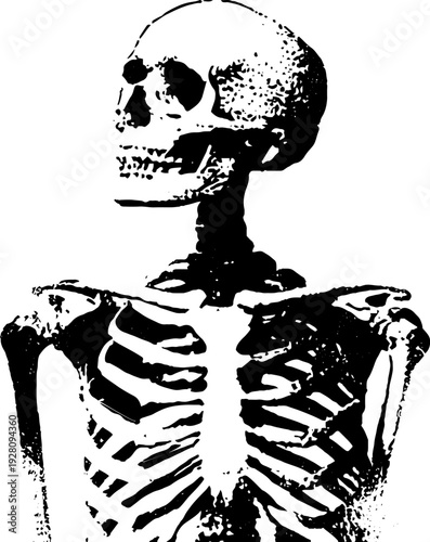 High contrast skeleton ink illustration for halloween or anatomy education