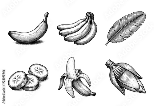 Vintage hand drawn banana botanical collection featuring whole fruit, bunches, slices, peeled banana, leaf, and blossom in a detailed engraving style.