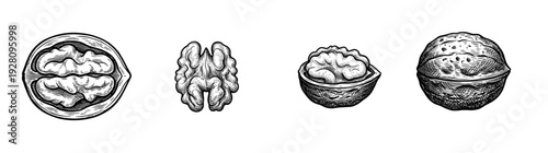 Vintage style botanical illustration of walnuts featuring whole shells, cracked halves, and isolated nut kernels in a detailed black and white woodcut engraving.