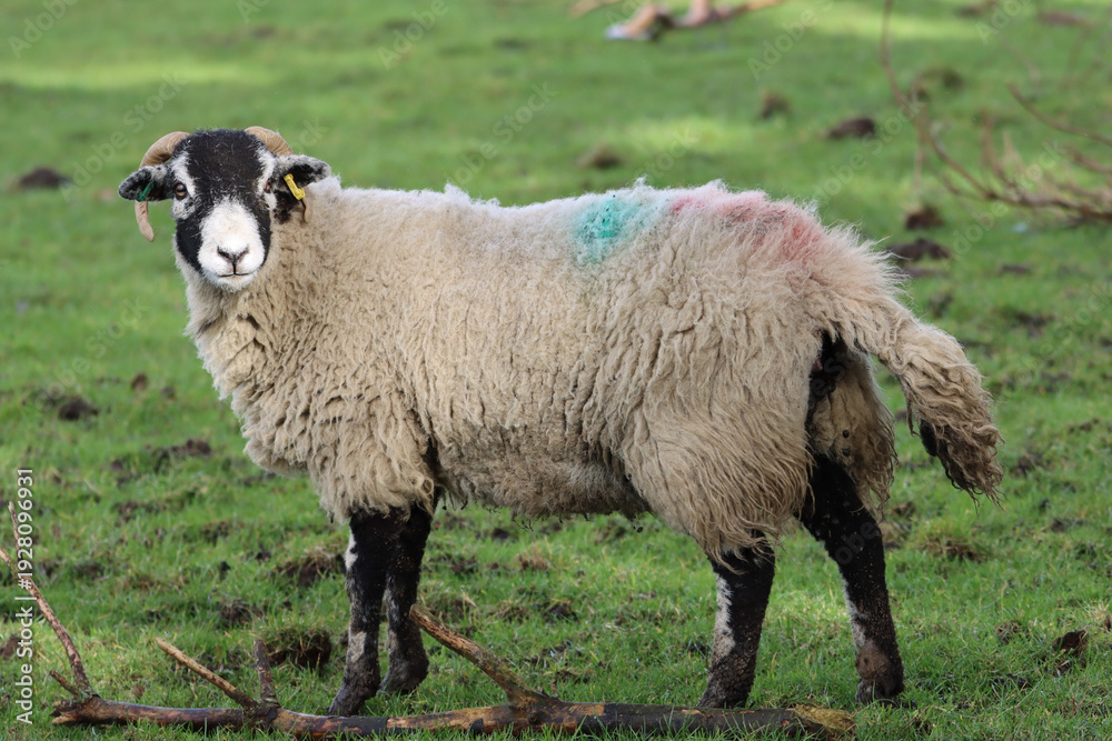 Obraz premium Blackface sheep in a field
