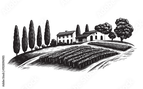 Vineyard landscape illustration with farmhouse and cypress trees
