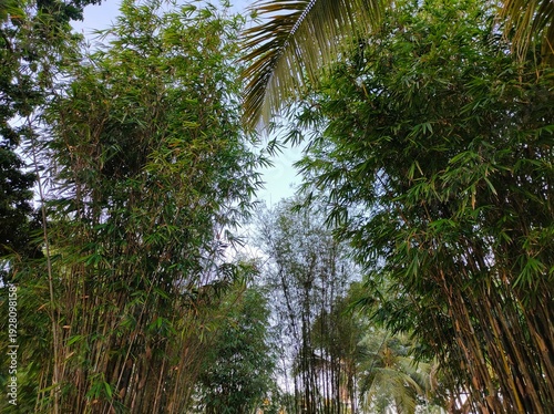 Dense clump of bamboo with vertical stems, green leaves, and palm fronds in a tropical garden
