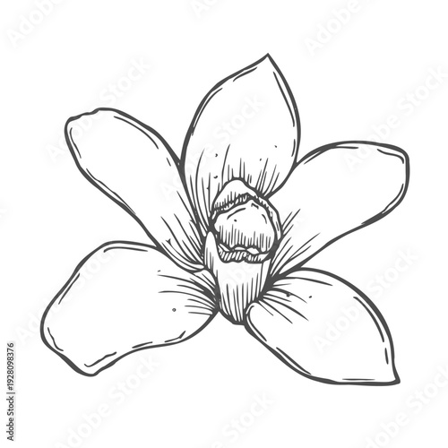 Vanilla flower with leaves. Hand drawn vanilla orchid. Line art illustration of vanilla. Vanilla on isolated background