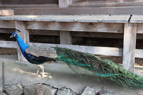 Photos A free-ranging peacock