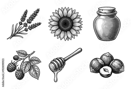 Vintage woodcut collection of botanical and rustic elements including sunflower lavender berries honey jar and hazelnuts in a hand drawn engraving style.