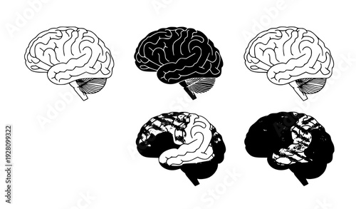 Brain Organ Design Set Outline Solid and Colored Vector Collection