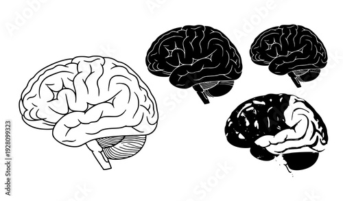 Human Brain Vector Set Outline Solid and Flat Color Illustration