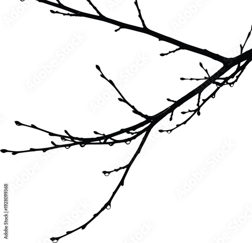 Bare Tree Branches on White Background