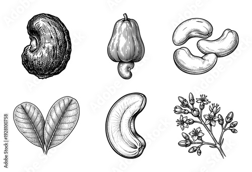Vintage engraving of cashew plant elements including nut shells kernels fruit leaves and flowers in a detailed botanical illustration style