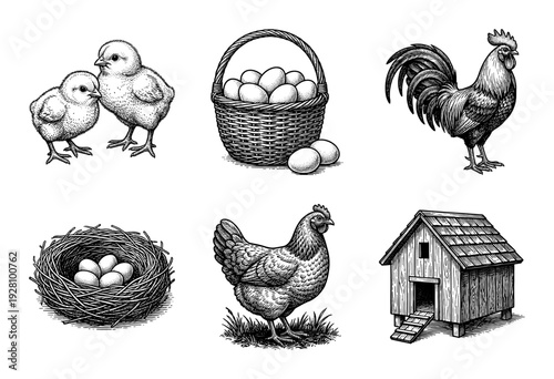 Vintage style engraving collection of poultry farming elements featuring chickens, eggs, chicks, a nest, and a wooden coop.