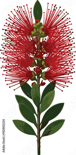 Vibrant Red Bottlebrush Flower Illustration Isolated on White Background Featuring Detailed Crimson Stamens Green Leaves and Authentic Australian Outback Floral Botanical Nature Design