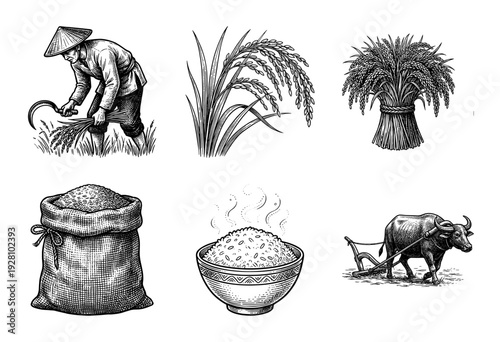 Vintage engraving style collection of traditional rice farming elements including harvest scenes, stalks, grain sacks, and a water buffalo plowing fields.
