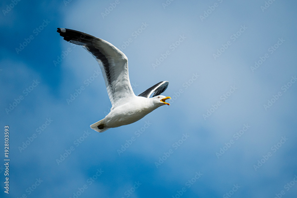 Fototapeta premium seagull in flight
