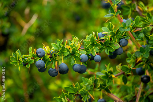 Фотография Calafate berries